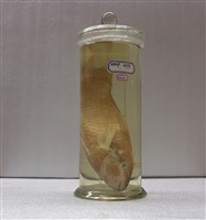 藏品(姬鸚哥魚)的圖片